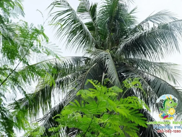 สวนมะพร้าว 5ไร่ เก็บลูกได้เลย ติดคลองใหญ่ ใกล้วัดเวียงทุน