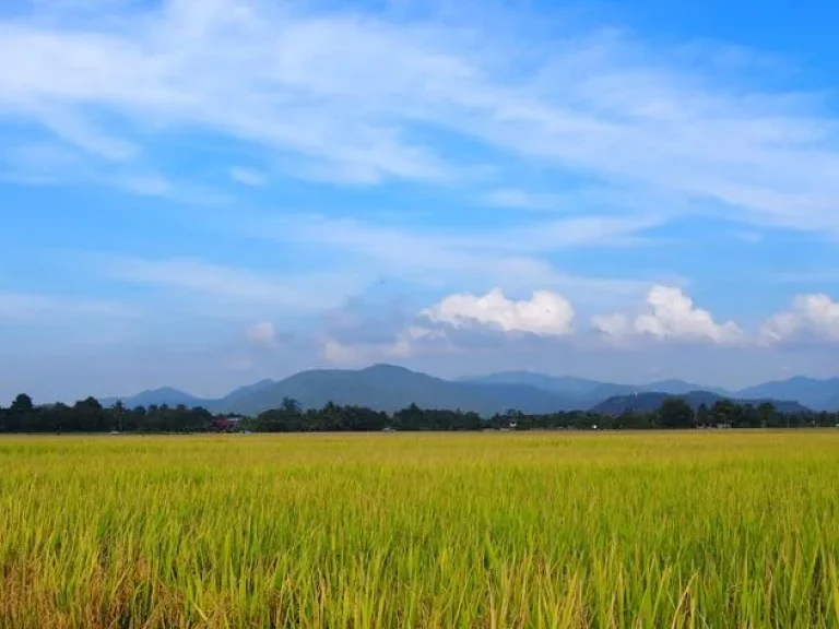 ที่นาวิว 360 องศา ลวงเหนือ ดอยสะเก็ด LS186-04