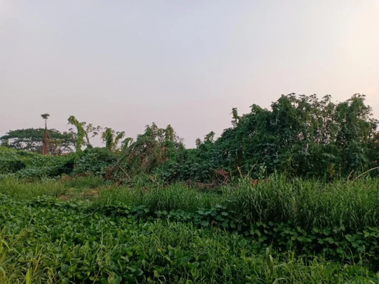 ขายที่ดินติดน้ำแม่ข่า ป่าตัน