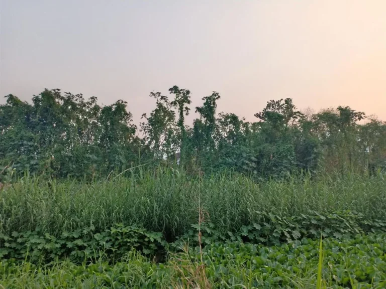 ขายที่ดินติดน้ำแม่ข่า ป่าตัน