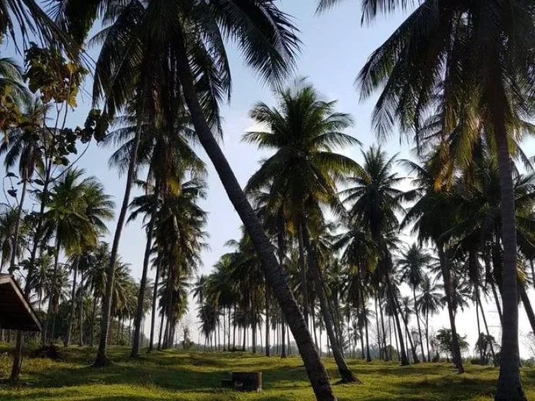 ขายที่ดินสวยราคาถูกพร้อมสวนมะพร้าว อเมืองประจวบคีรีขันธ์ ห่างจากถนนเพชรเกษมเพียง230กม