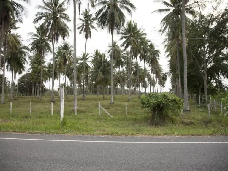 ขายที่ดินสวยราคาถูกพร้อมสวนมะพร้าว อเมืองประจวบคีรีขันธ์ ห่างจากถนนเพชรเกษมเพียง230กม