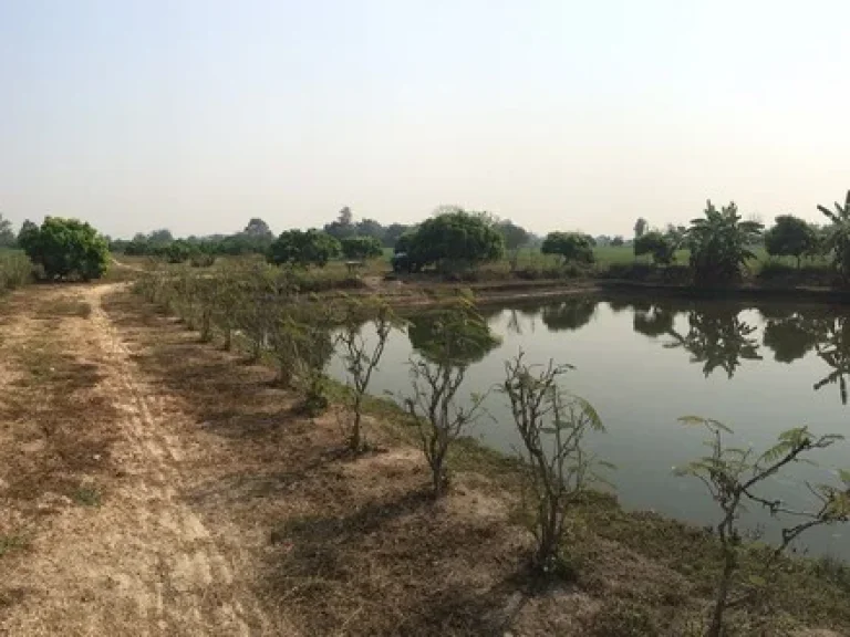 ขายที่ดิน สวนผลไม้ 3 ไร่ ตหนองแก๋ว อหางดง จ เชียงใหม่ ถมแล้ว มีน้ำอุดมสมบูรณ์ เหมาะทำฟาร์มสเตย์