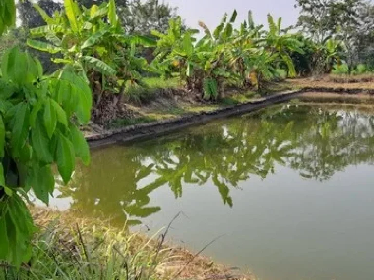 ขายที่ดิน สวนผลไม้ 3 ไร่ ตหนองแก๋ว อหางดง จ เชียงใหม่ ถมแล้ว มีน้ำอุดมสมบูรณ์ เหมาะทำฟาร์มสเตย์