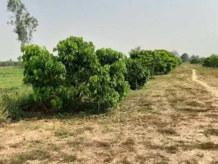 ขายที่ดิน สวนผลไม้ 3 ไร่ ตหนองแก๋ว อหางดง จ เชียงใหม่ ถมแล้ว มีน้ำอุดมสมบูรณ์ เหมาะทำฟาร์มสเตย์