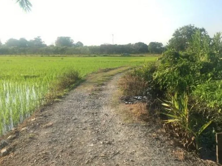 ขายที่ดิน สวนผลไม้ 3 ไร่ ตหนองแก๋ว อหางดง จ เชียงใหม่ ถมแล้ว มีน้ำอุดมสมบูรณ์ เหมาะทำฟาร์มสเตย์