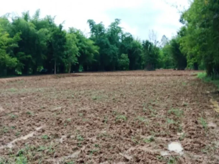 ขายที่ดิน 20 ไร่ ตำบลโนนท่อน จังหวัดขอนแก่น