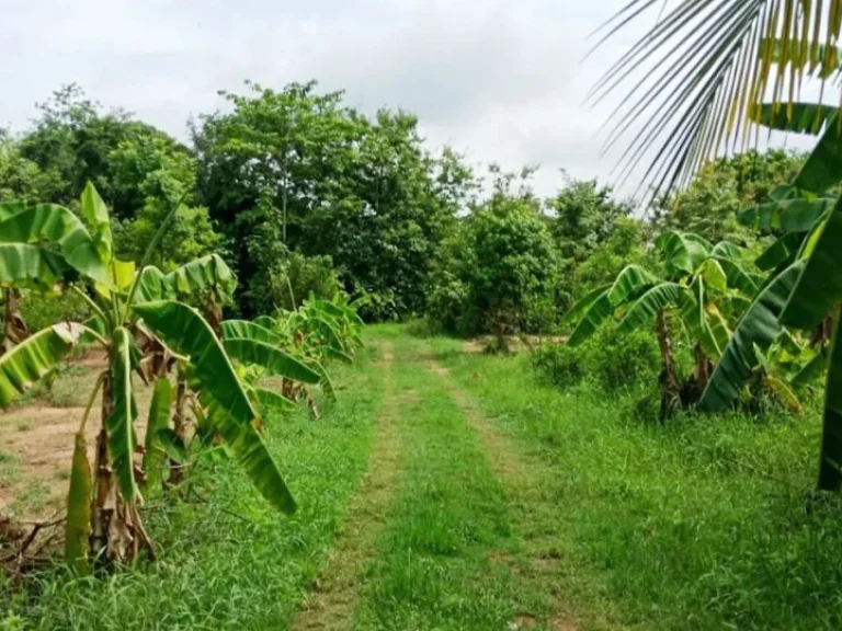 ขายที่ดิน 20 ไร่ ตำบลโนนท่อน จังหวัดขอนแก่น