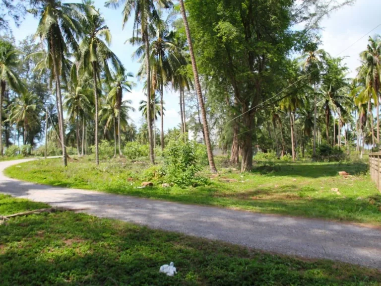 ขายด่วน ที่ดินติดริมหาดในระยะเดินไม่เกิน 1 นาทีถึง เหมาะสำหรับทำบ้านพักตากอากาศ ราคาไม่แพง