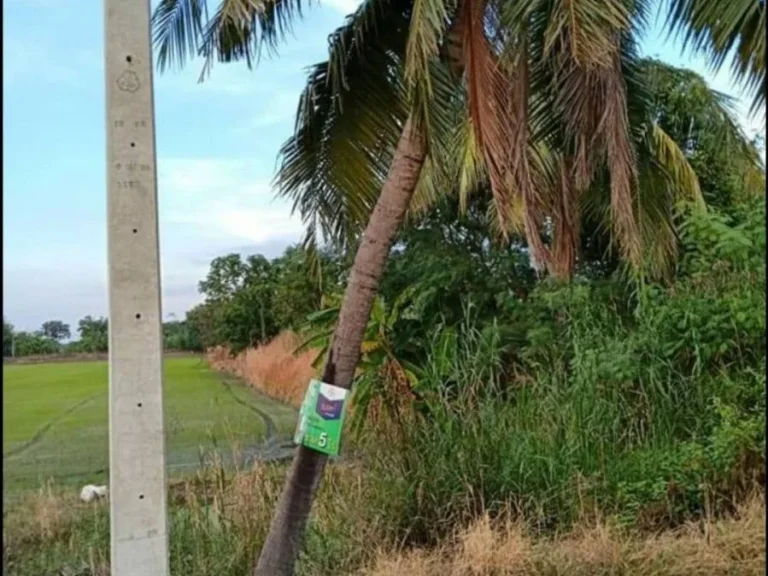 ขายที่ดิน ตระแหง อลาดหลุมแก้ว จปทุมธานี