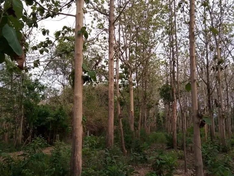 ที่ดินพร้อมสวนสัก อุตรดิตถ์