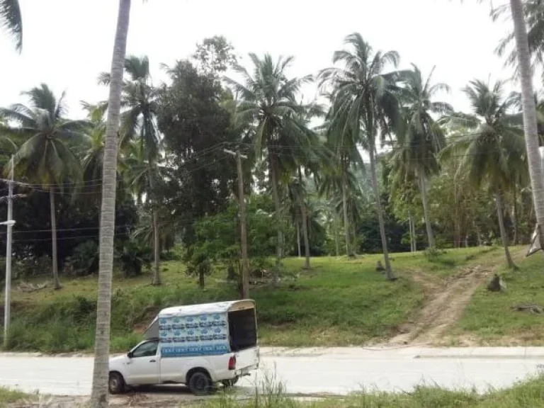 ขายที่ดินบนเกาะพะงันติดถนนใหญ่10ไร่