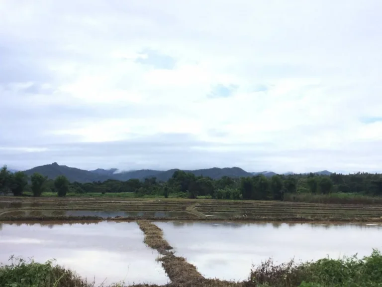 ขายที่นา วิวภูเขาล้อมรอบ มีโฉนด ทำเกษตรกรรมใช้น้ำชลประทาน