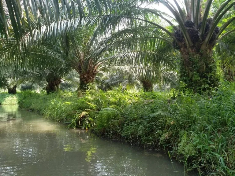 ขายที่ดินถูกมาก 15 ไร่ ติดถนนหนองเสือ พร้อมสวนปาล์ม มีรายได้ รังสิต-นครนายก หนองเสือ ปทุมธานี