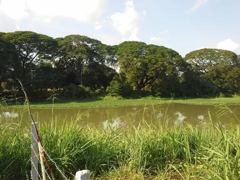 ที่ดินติดแม่น้ำปิง เมือง เชียงใหม่ เหมาะทำโรงแรม แนวตลิ่งสวย และ ร่มรื่นมาก