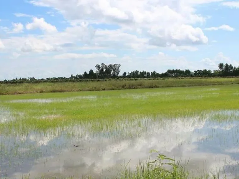 ขายที่ดิน 5 ไร่ ตสนามคลี อเมือง จสุพรรณบุรี