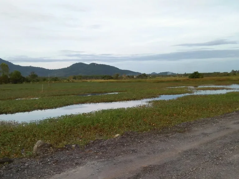 ขายทุี่ดินบ้านเพในไร่กลางดงซ5วิวสวยลมดีโล่งมองเห็นภูเขาสวยมาก