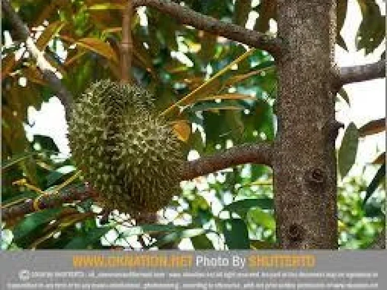 ขายสวนผลไม้พร้อมบ้านหลังใหญ่ ใกล้สุขุมวิท โฉนด 25 ไร่ เพื่อวัยเกษียน