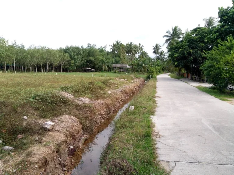 ขายที่ดิน 1 ไร่ติดถนนคอนกรีต ในชุมชนบ้านดอนขี้เหล็ก ตพะวง อเมืองสงขลา จสงขลา