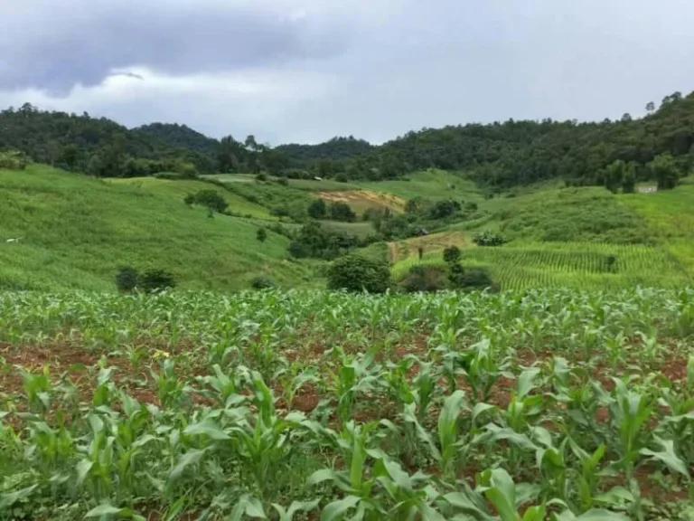 ที่โฉนด ที่เนินสวนวิวสวย ใกล้โครงการหลวงสะเมิงเหนือ บรรยากาศดีมาก 34ไร่