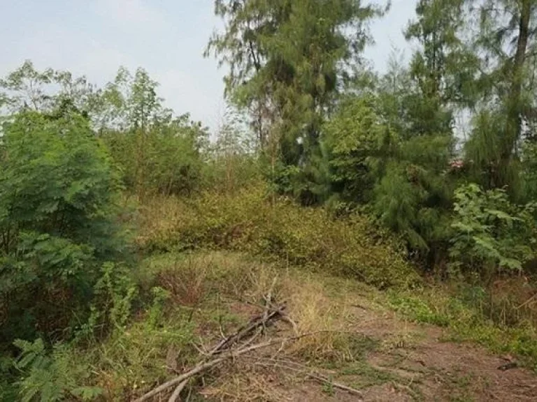 Land for sale Rangsit-Pathum Thani