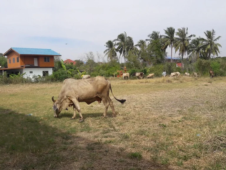 324 ตรว อยู่ตรงข้ามวัดป่าเลย์ไล