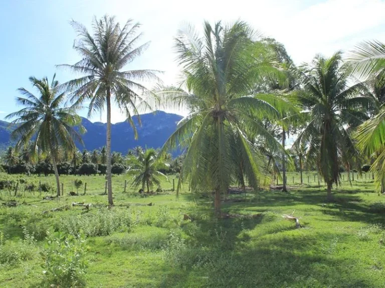 ขายที่ดิน 3 ไร่ ใกล้ทะเล หาดสามร้อยยอด จังหวัดประจวบคีรีขันธ์