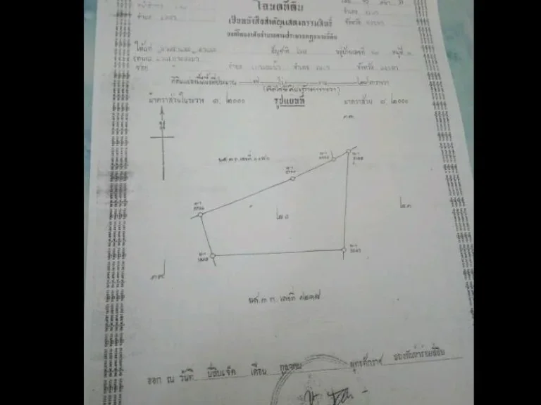 ขายที่ดินสำหรับปลูกปาล์ม