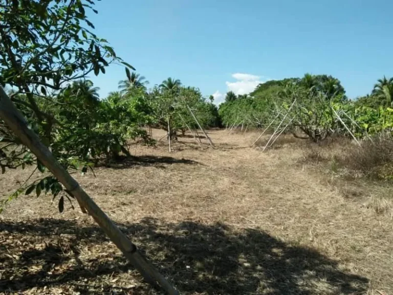 โซนทุ่งต้อม สันป่าตอง บ้านสวนลำใย บ้านทุ้งตอม ตำบลทุ้งต้อม อำเภอสันป่าตอง