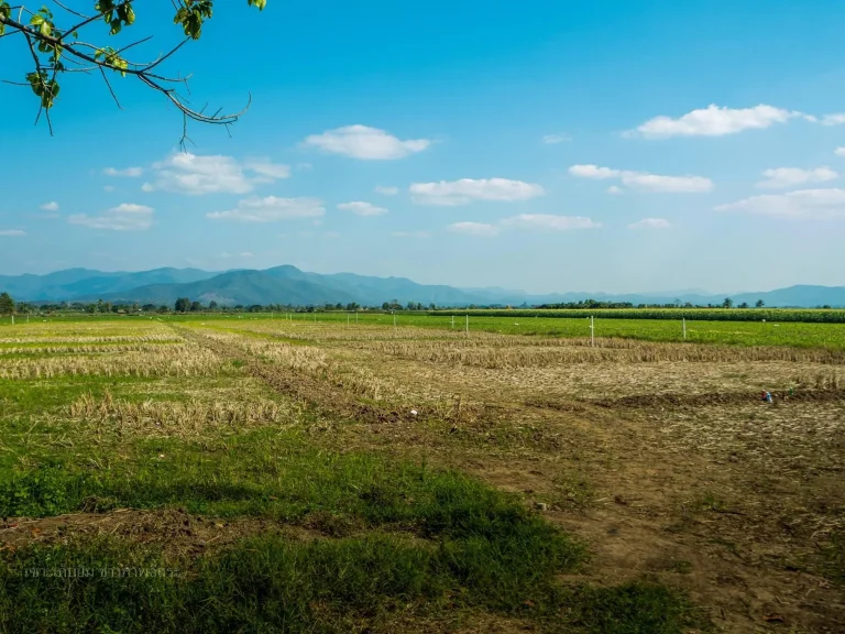 ขายที่ดินทำเลบ้านเด่นทำเลดีมาก 5 ไร่ ใกล้สถานที่ท่องเที่ยวเมืองแกนพัฒนา เขื่อนแม่งัด แม่แตง เชียงใหม่