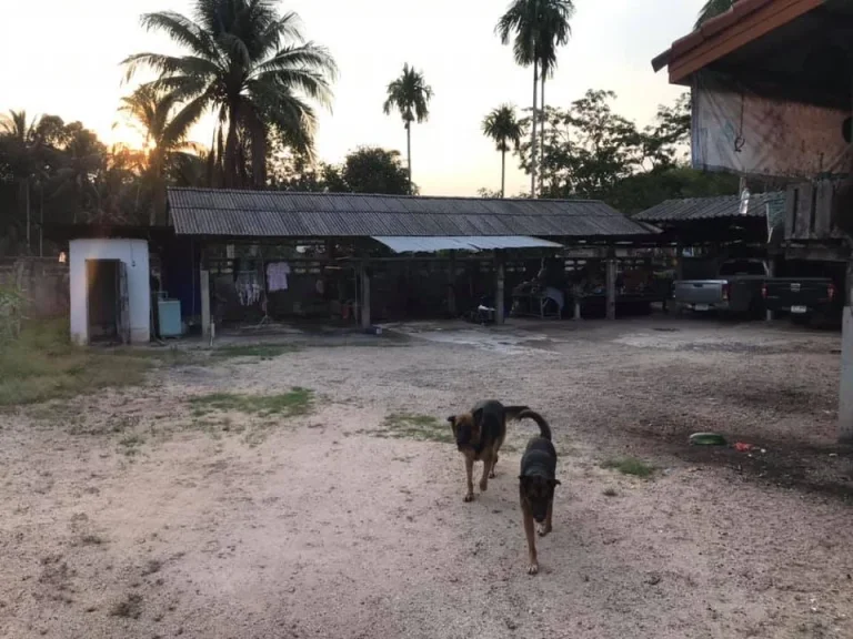 ขายบ้านพร้อมที่ดิน ติดถนนใหญ่ ทำเลดี