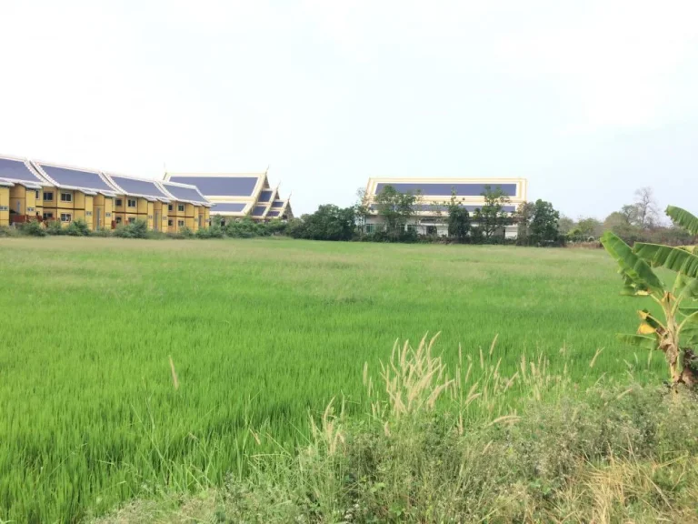 ขายที่ดินติดวัดพระพุทธแสงธรรม สระบุรี