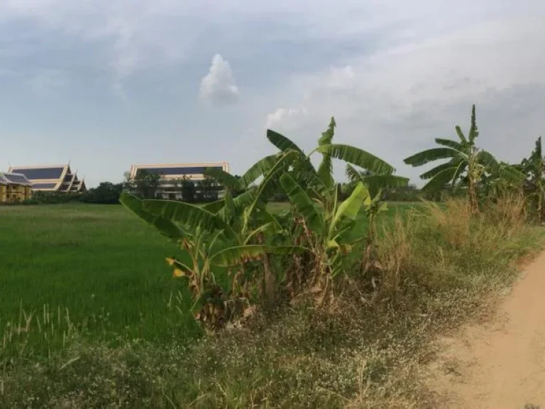 ขายที่ดินติดวัดพระพุทธแสงธรรม สระบุรี