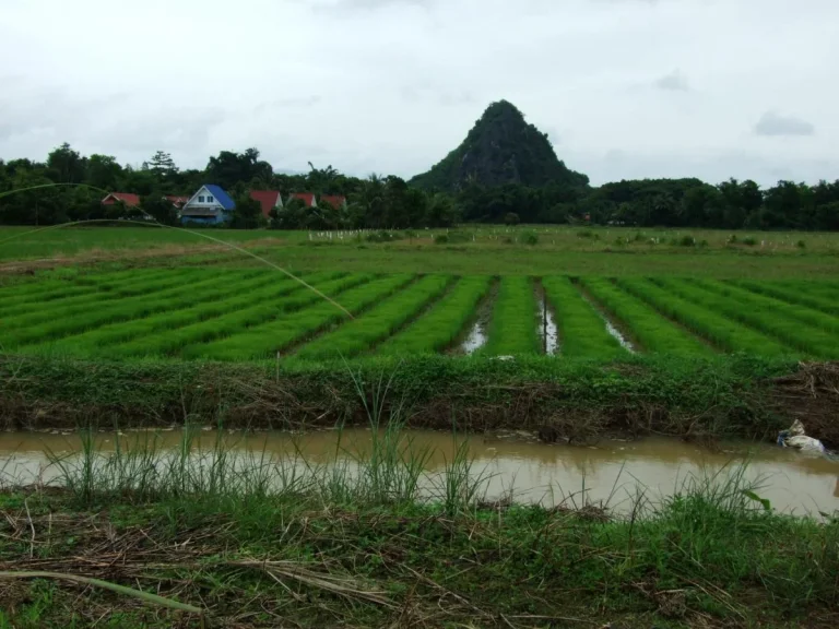 ขายที่ดินเปล่า บ้านฮ่องอ้อ ตดอยฮาง ใกล้บายพาสตะวันตกและสะพานข้ามน้ำกกแห่งใหม่ จเชียงราย