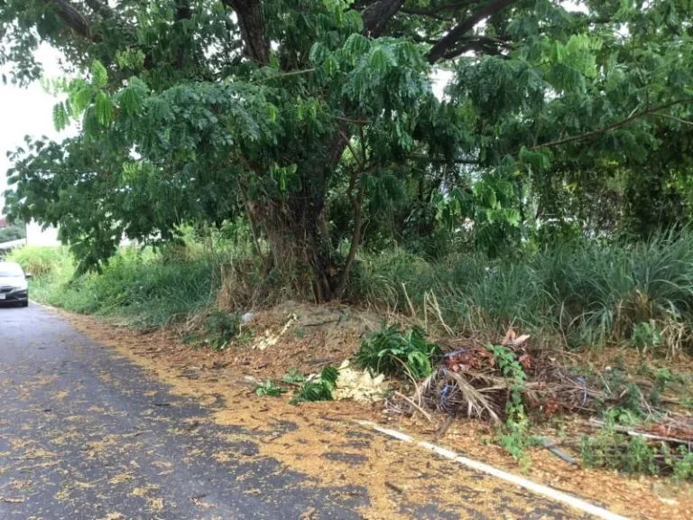 ขายที่ดินข้างโรงเรียนสารสารท์ แม่เหียะ ติดถนนคอนกรีต