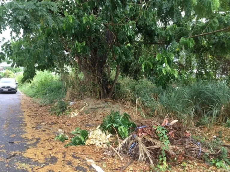 ขายที่ดินข้างโรงเรียนสารสารท์ แม่เหียะ ติดถนนคอนกรีต