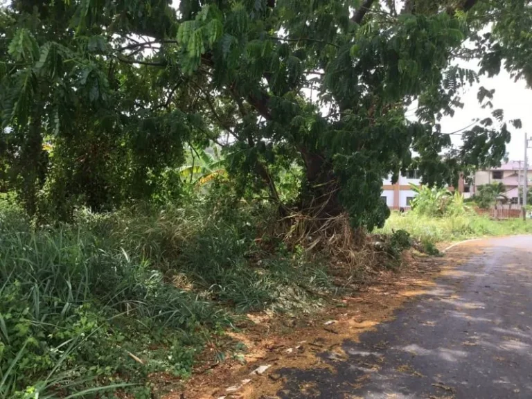 ขายที่ดินข้างโรงเรียนสารสารท์ แม่เหียะ ติดถนนคอนกรีต