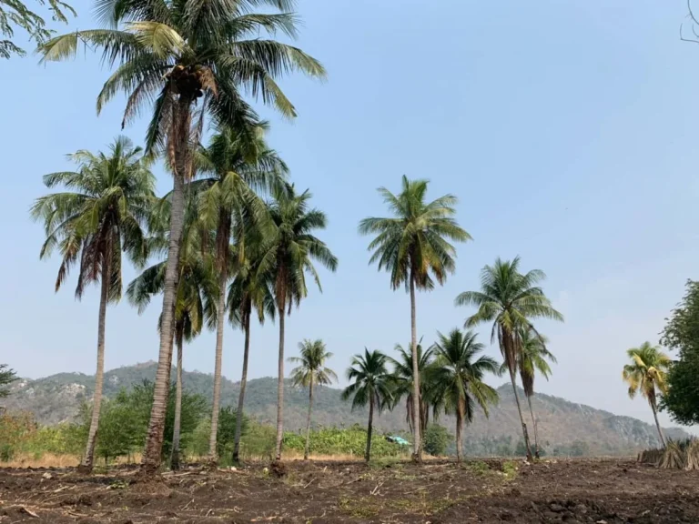 ขายที่ดินแก่งคอย สระบุรี 30 ไร่ ติดถนน ติดเชิงเขา