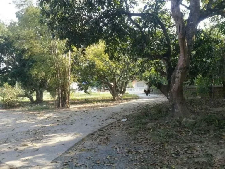 ขายที่ดินสันทราย ห่างที่ว่าการอำเภอ 5 km