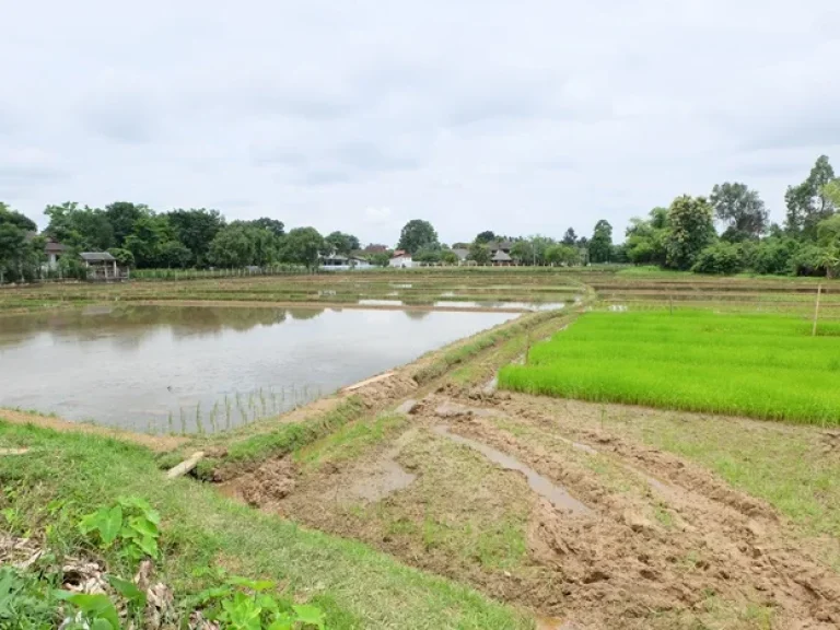 ที่นาติดหมู่บ้านจัดสรร ใกล้ถนนดอยสะเก็ด บ่อสร้าง เชียงใหม่