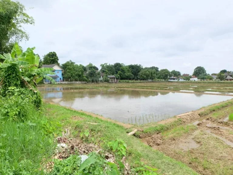 ที่นาติดหมู่บ้านจัดสรร ใกล้ถนนดอยสะเก็ด บ่อสร้าง เชียงใหม่