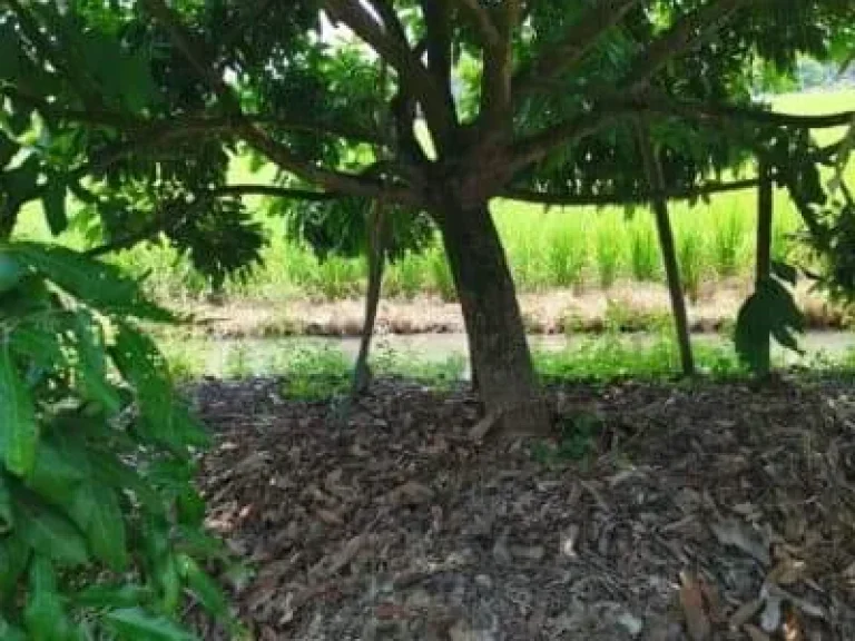 ขายที่ดิน พร้อมสวนลำไย สันป่าตอง ทำเลดี น้ำอุดมสมบูรณ์ มีลำไย 70 ต้น