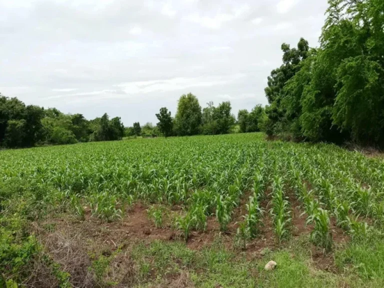 ที่ดินสิ่งปลูกสร้าง ไร่ทิพย์ ไพศาล ถนนสระบุรี-เพชรบูรณ์ ชัยบาดาล ลพบุรี