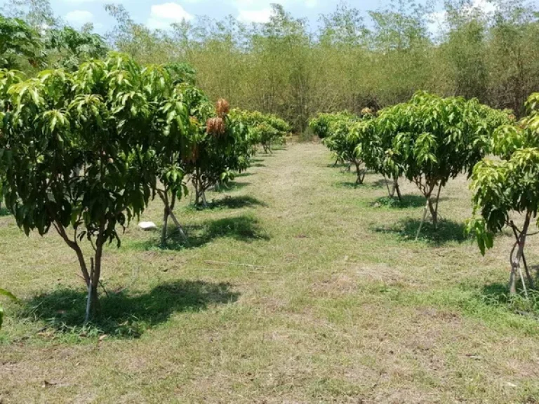 ที่ดินสิ่งปลูกสร้าง ไร่ทิพย์ ไพศาล ถนนสระบุรี-เพชรบูรณ์ ชัยบาดาล ลพบุรี