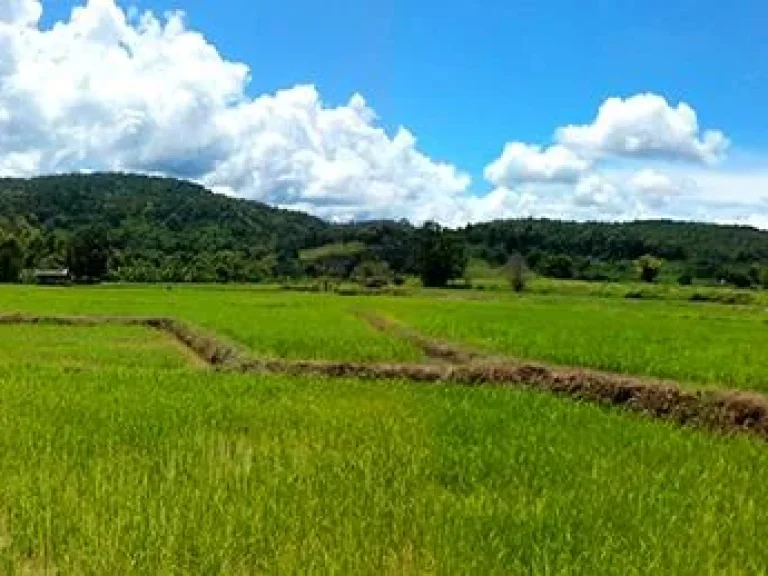 ขายที่ดิน 30 ไร่ ติดลำน้ำแม่ริม ด้านหลังติดภูเขา