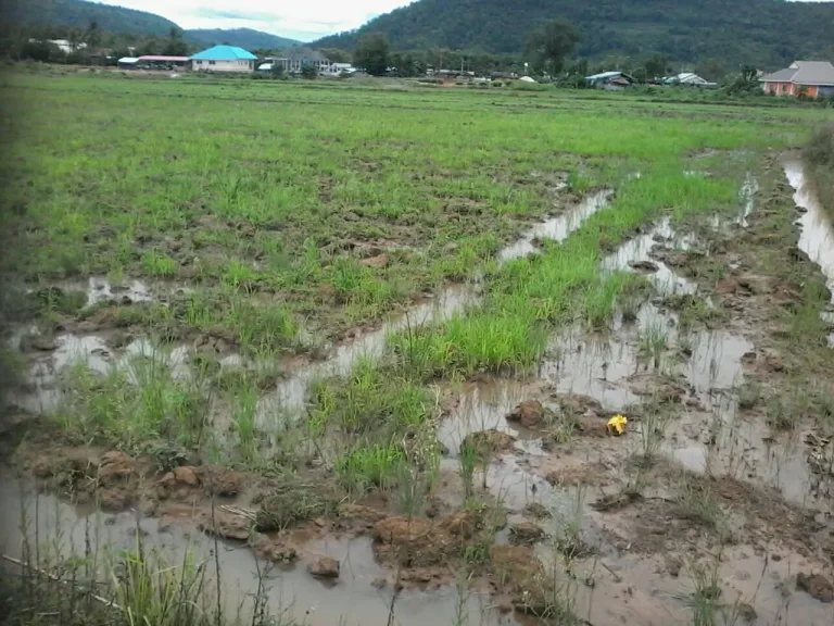 ที่ดินสวย 1 ไร่ 1200000 เขตเทศบาลไฟฟ้าประปาผ่าน