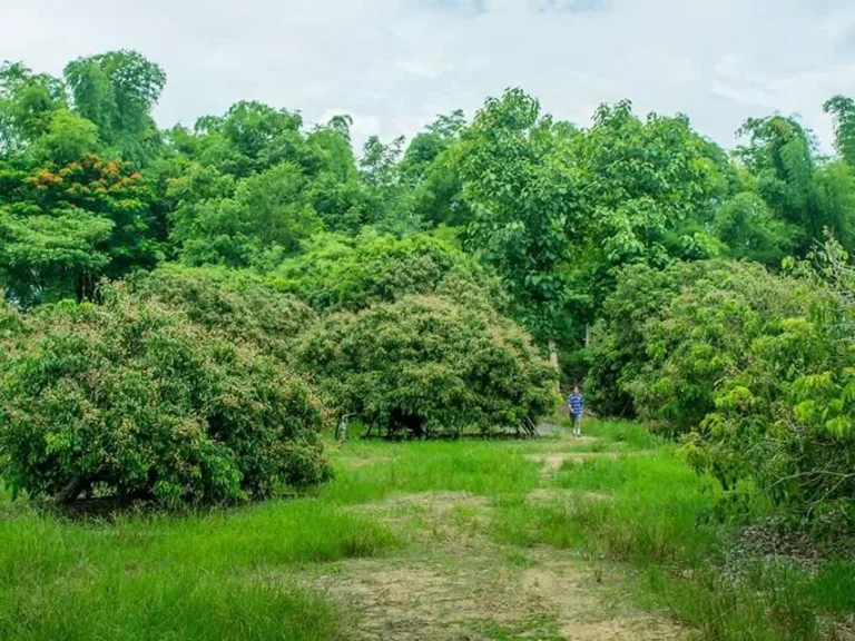 ขายที่ดินสวนลำไยสันป่าตอง 4 ไร่ ยกแปลง 2600000 ที่ดินเหมาะเพาะปลูกทำการเกษตร บ้านสวนโฮมสเตย์