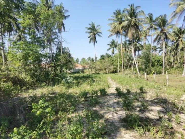 ขายที่ดินใกล้ทะเล หาดสวนหลวง 66ตรว อำเภอบางสะพาน จังหวัดประจวบคีรีขันธ์ ที่ดินกว้าง1026 เมตร ถนนหน้าที่ดินกว้าง 6เมตร