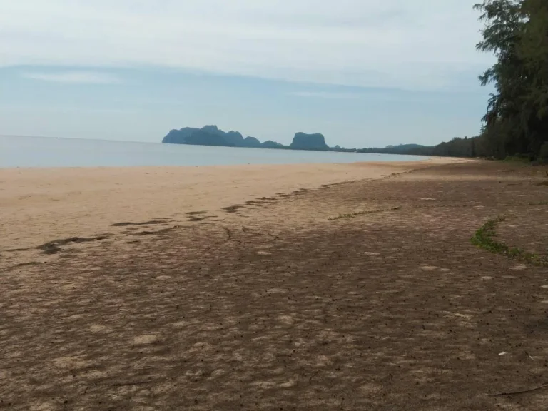 ขายที่ดินติดทะเลหาดบางเบิด อำเภอปะทิว จังหวัดชุมพร เนื้อที่ 12 ไร่ 3 งานเศษ