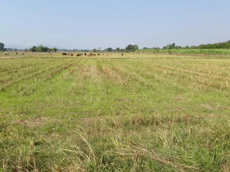 ขายที่ดินโฉนด3ไร่ติดถนนลาดยางราคาถูกๆเหมาะทำการเกษตรต่อรองได้